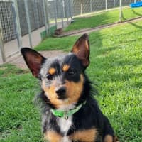 Photo of Rocket