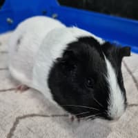 Photo of Hope (Bonded With Harmony)