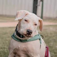 Photo of Snowball