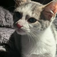 Photo of Pedro   In Foster Care In Ashburton