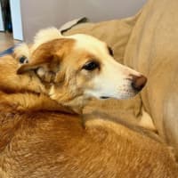 Photo of Chloe   5 Year Old Border Collie