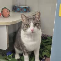 Photo of Stoick