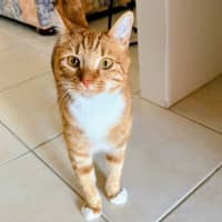 Photo of Link