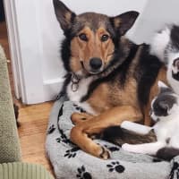 Photo of Spot