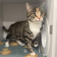 Photo of Nala