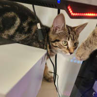 Photo of Misty