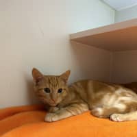 Photo of Sesame