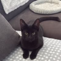 Photo of Domino 