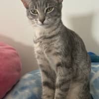 Photo of Raven **2nd Chance Cat Rescue**