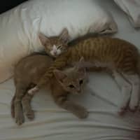 Photo of Carrot Cake