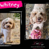 Photo of Whitney