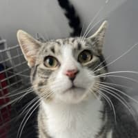 Photo of Atticus