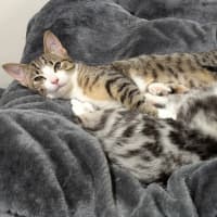 Photo of Jellybean