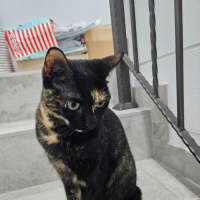 Photo of Meowie