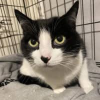 Photo of Loki Sweetness