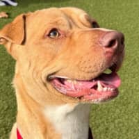 Photo of Biscuit