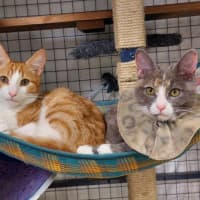 Photo of Apricot & Ishi