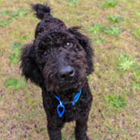Photo of Stanley   6 Month Old Poodle (Hold)