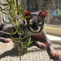 Photo of Rogue
