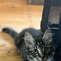 Photo of Rocky