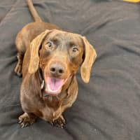 Photo of Dusty