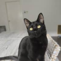 Photo of Knight