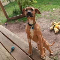 Photo of Honey