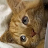 Photo of Simba   In Foster Care In Pakenham