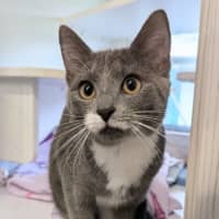 Photo of Miss Mittens