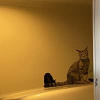 Photo of Tigga