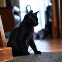 Photo of Nemo