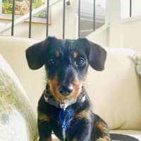 Photo of Archie   4 Month Old Dachshund X