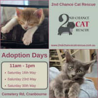 Photo of May ** 2nd Chance Cat Rescue**