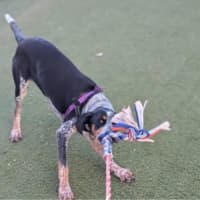 Photo of Banjo
