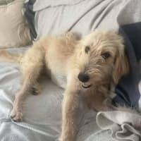 Photo of Maple