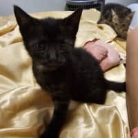 Photo of Yoko (Jinx)