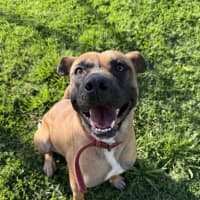 Photo of Koda 
