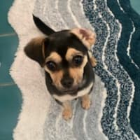 Photo of Bean   1 Year Old Chihuahua X