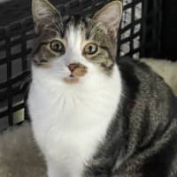 Photo of Gossip & Harlow 