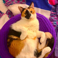 Photo of Clover 
