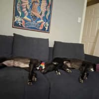 Photo of Poppy, The Cat Friendly Greyhound