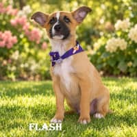 Photo of Flash