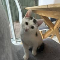 Photo of Guppy