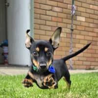 Photo of Gus   14 Week Old Chihuahua X Dachshund