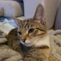 Photo of Randal   In Foster Care In Healesville