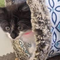 Photo of Poppy