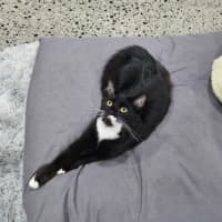 Photo of Willow
