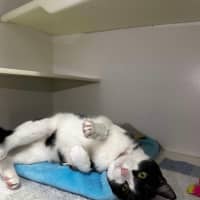 Photo of 🥇 Vesper 5199 🥇