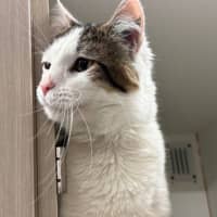 Photo of Snowy