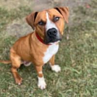 Photo of Jango